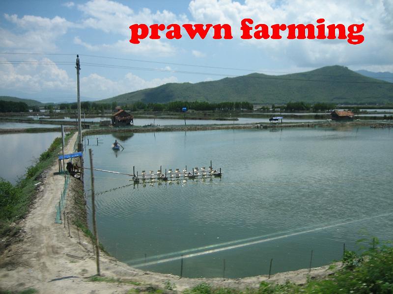 090010 prawn farm.JPG